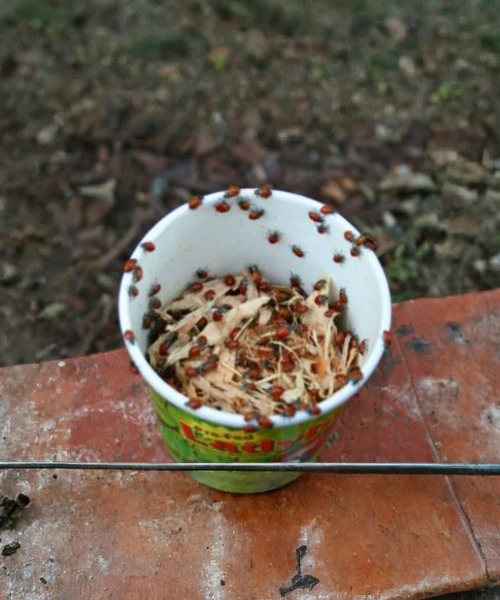1500 Live Ladybugs
