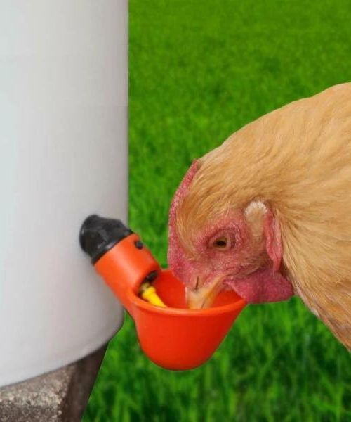 AutomaticChicken Water Cups 