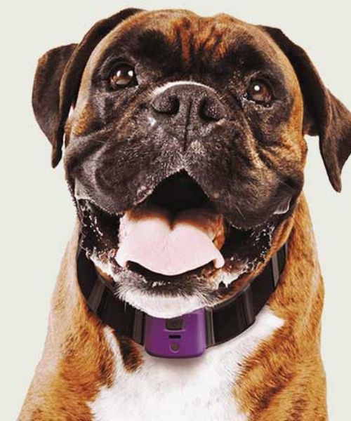 Pet Health Monitor