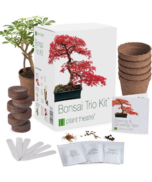 Plant Theatre Bonsai Tree Kit