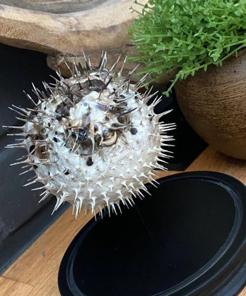 Porcupine Fish Bell Jar Display