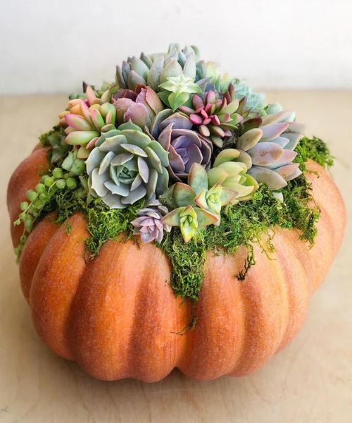 Pumpkin Succulent  Autumn Decor