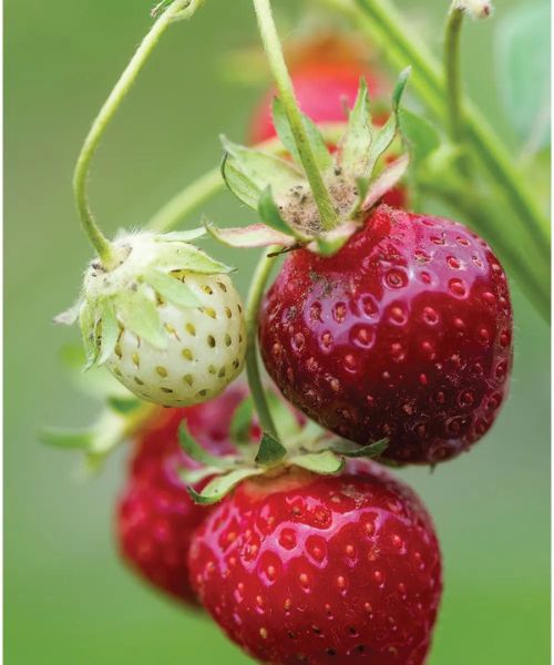 Purple Strawberry Seeds