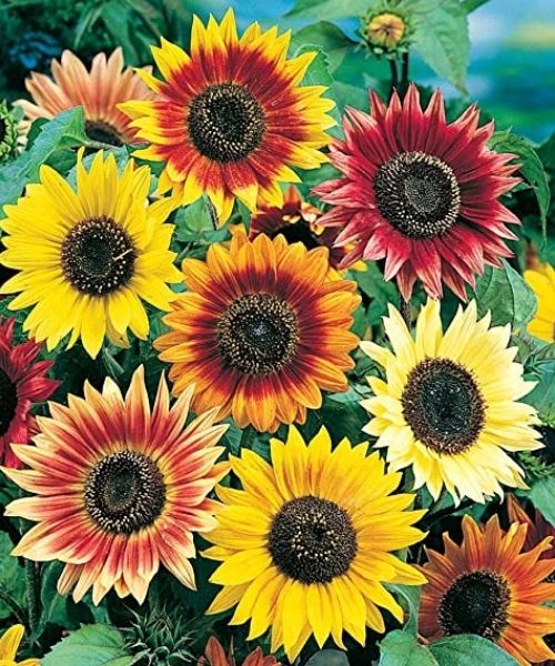 Roll Out Flower Seeded Mats