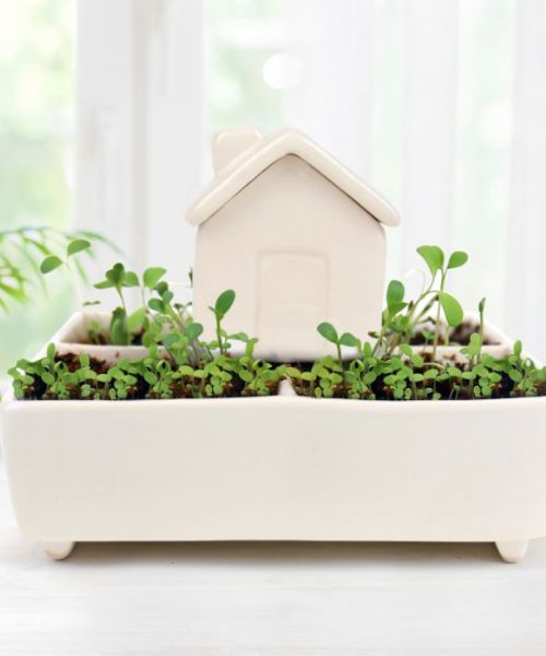 Self Watering Herb House