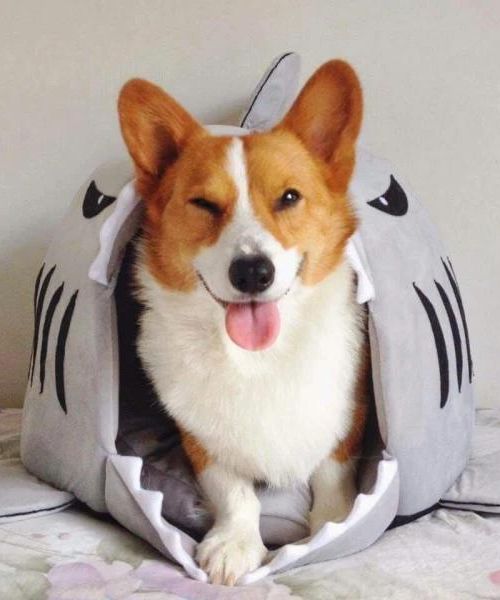 Shark Pet Bed