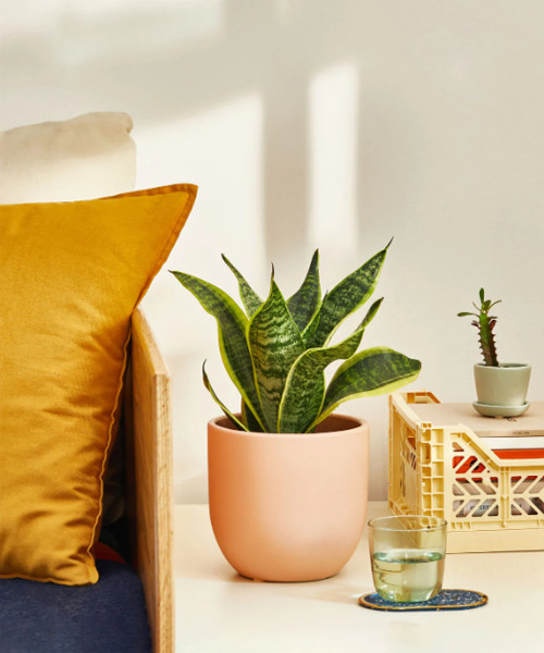 Snake Plant Laurentii