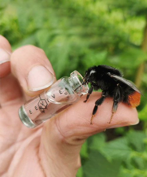 Bee Revival Kit