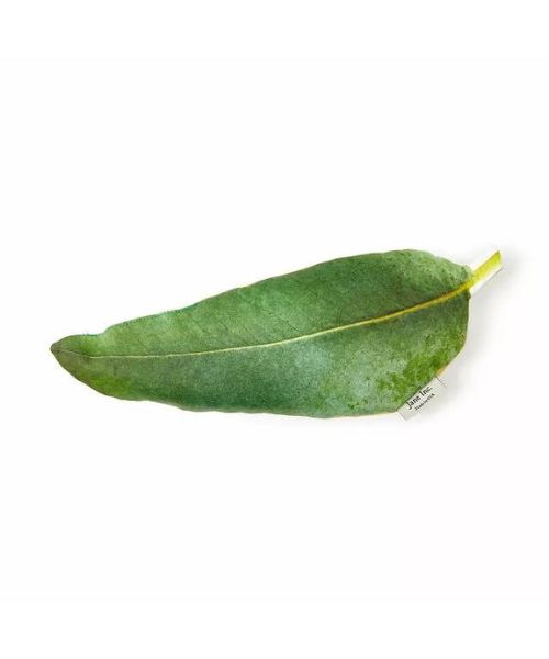 Eucalyptus Headache & Sinus Pillow