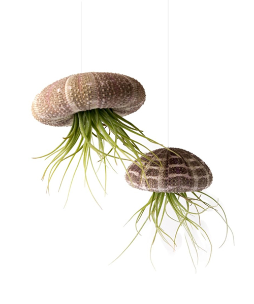Flying Jellyfish Air plants