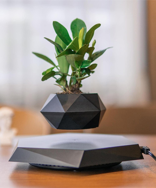 Levitating Air Plant