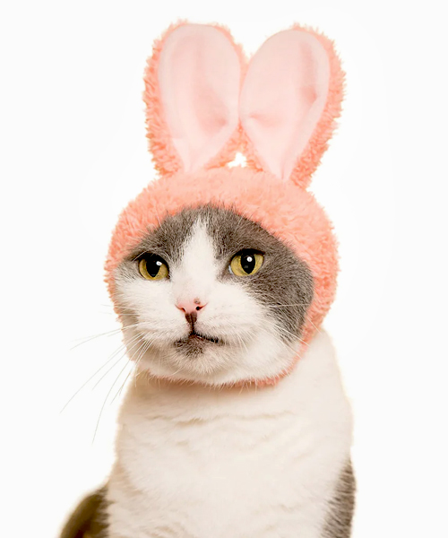 Lovely Bunny HatCat Christmas Costume For Cat, Rabbit Ear