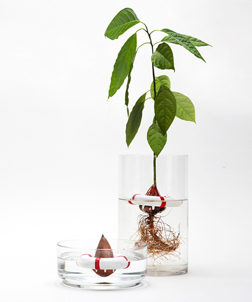Seed Guard - Seed Growing Device