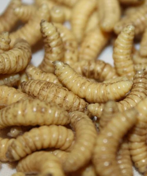 Simulated Maggots 
